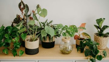 Πώς να Χρησιμοποιήσετε τα Φυτά για να «Διορθώσετε» τον Χώρο σας